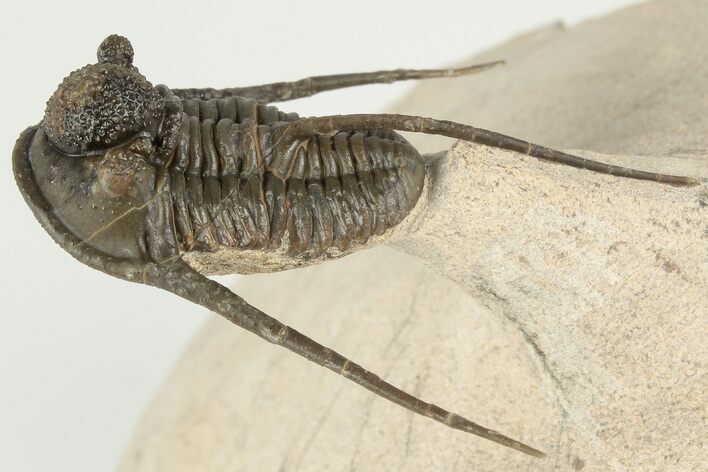 1.45" Cyphaspis Eberhardiei Trilobite - Foum Zguid, Morocco